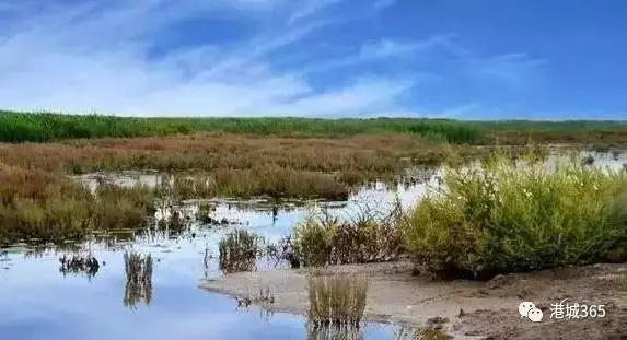 苏托垸湿地生态修复与保护新进展揭秘